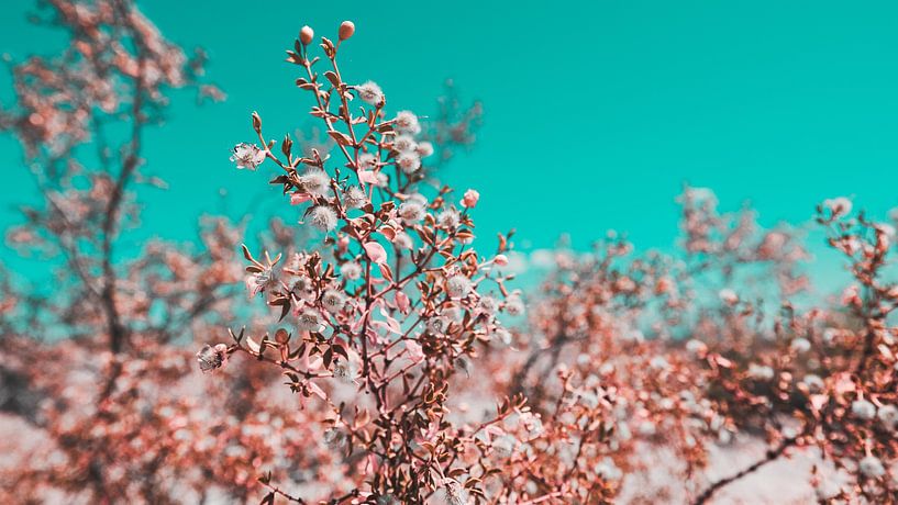 Le désert californien en fleurs 18 par FotoDennis.com | Werk op de Muur