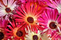 ijsbloemen