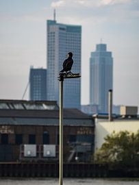 De Rotterdamse Aalscholver 3 van Mr White Takes Pictures