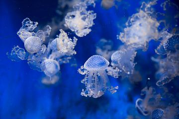 Kwal, jellyfish van Fotografie Jeronimo