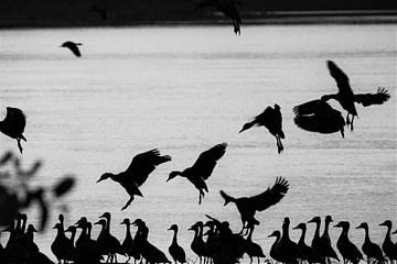 Vogelvlucht van Marije Zwart