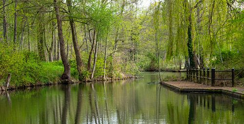 Natuur aan de Spree in het Spreewald