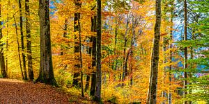 Bergwald