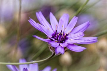 Blauwe bloem van Rob Boon