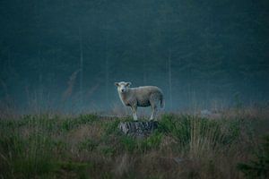 Humeurige schapen, Christian Lindsten van 1x