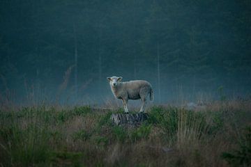 Moody sheep, Christian Lindsten by 1x