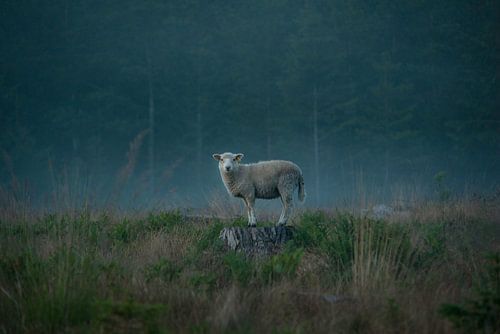 Schapen van Christian Lindsten