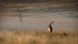 Geweihträger von Rothirschen (Cervidae) von Saranda in t Veld Fotografie