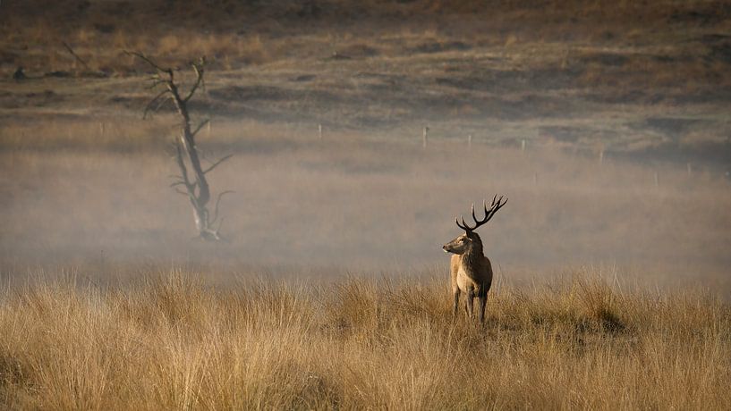 Geweihträger von Rothirschen (Cervidae) von Saranda in t Veld Fotografie