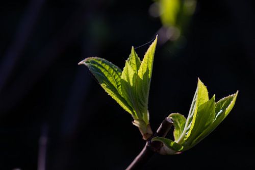 LENTE! Hortensia Annabelle