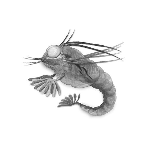 Waaier kreeft van KeiLief