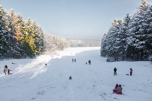 Sleeën in het Amsterdamse Bos