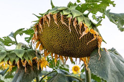 Sunflower finished flowering but still too beautiful