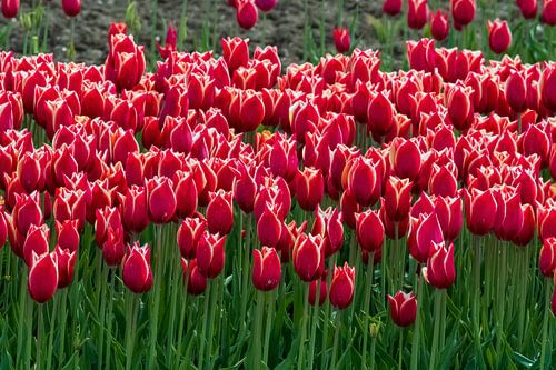Des tulipes dans les champs de tulipes du Flevoland