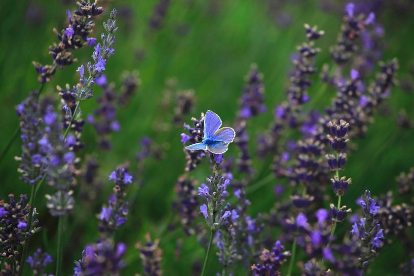 Lavendel von Thomas Jäger