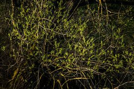 Pâturage dans la lumière du soir