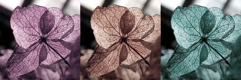 hamsteren van fantasina