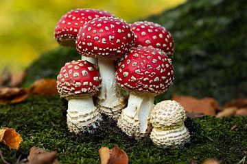 Beautiful mushrooms