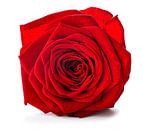 rode roos op een witte achtergrond van Giovanni de Deugd thumbnail