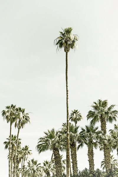 Palmbomen op het strand | Vintage van Melanie Viola