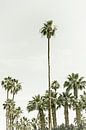 Palmbomen op het strand | Vintage van Melanie Viola thumbnail