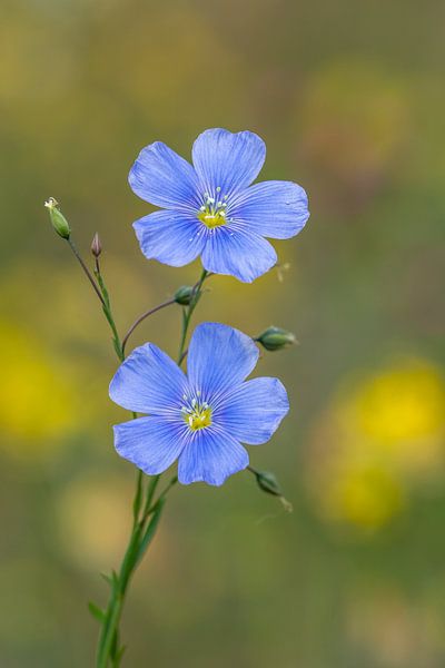Flax flowers in bloom, with beautiful bokeh by John van de Gazelle fotografie