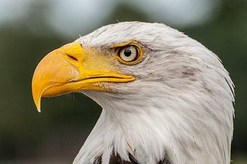American White-tailed Eagle ( Duke ) by Loek Lobel