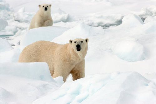 IJsbeer met jong in de sneeuw