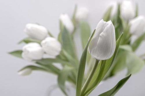 witte tulpen