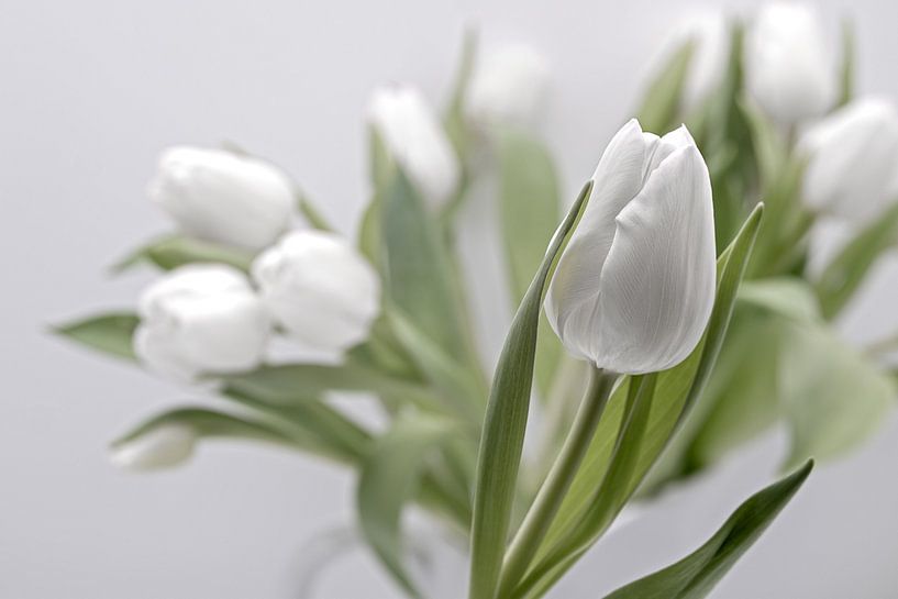 white tulips by Anneliese Grünwald-Märkl
