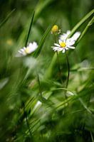 Des marguerites dans une mer d'herbe