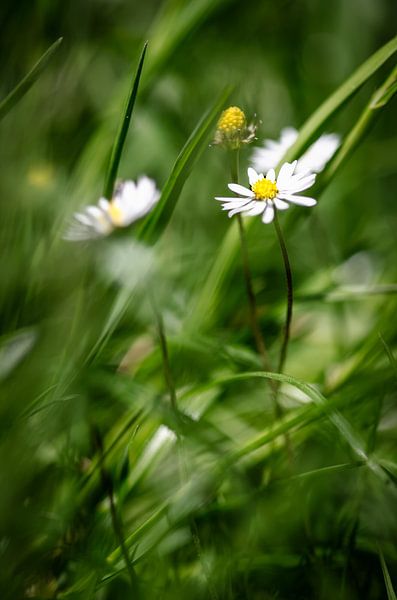 Daisies in a sea of grass van Hans van Gurp