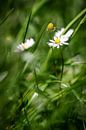 Gänseblümchen in einem Meer von Gras von Hans van Gurp Miniaturansicht