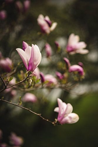 Magnolia's voor de lente