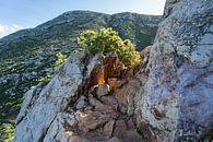 Felsen an der Mittelmeerküste von Montepuro Miniaturansicht