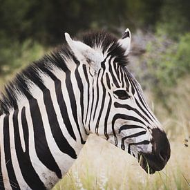 Zebra 'en profil' in Zuid Afrika van Mark Zoet