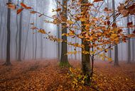 Foggy Fall by Philippe Velghe thumbnail