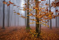 Foggy Fall