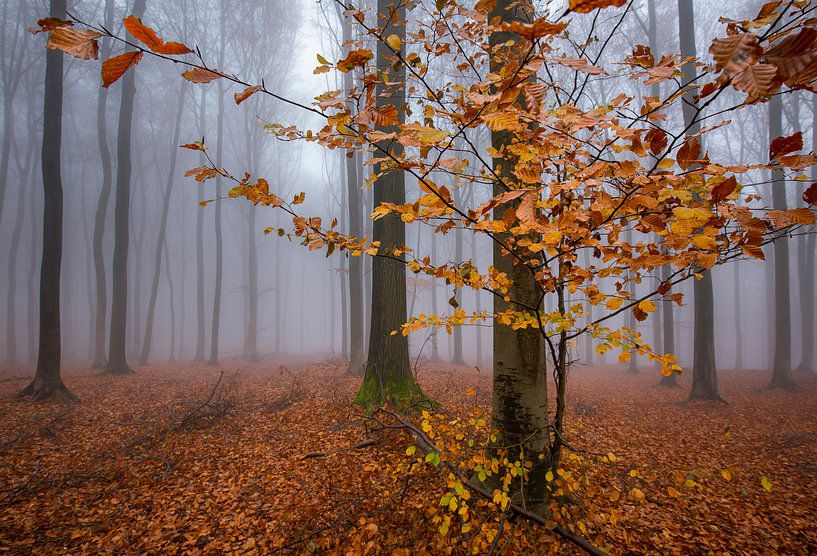 Foggy Fall by Philippe Velghe
