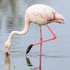 Flamant rose (Phoenicopterus roseus) sur Dirk Rüter