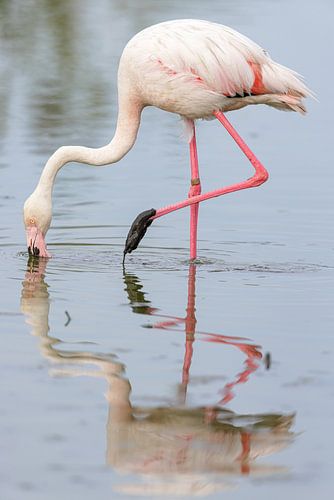 Roze flamingo (Phoenicopterus roseus) van Dirk Rüter