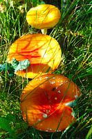 Paddestoelen