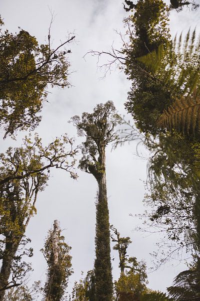 Haast Pass: Weg door Wild Nieuw-Zeeland van Ken Tempelers