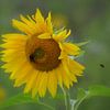 Zonnebloem Sunflower van Joyce Derksen