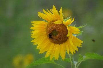 Zonnebloem Sunflower van Joyce Derksen