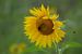 Zonnebloem Sunflower van Joyce Derksen