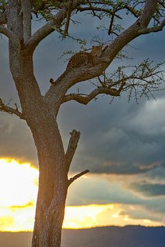 Luipaard op boom van Peter Michel