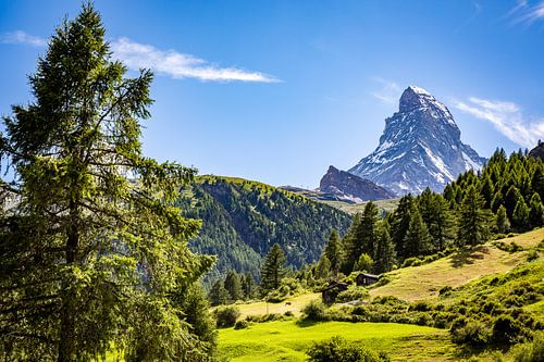 Le Cervin se dressant au-dessus d'une prairie alpine et d'un bosquet de pins