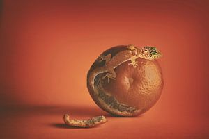 Surrealistische Fotomanipulation: Orangengecko und Zitrusfrüchte - Kreative Naturkunst