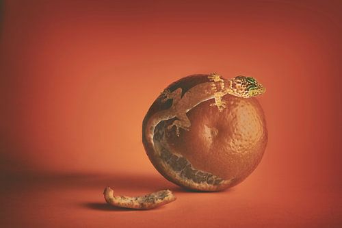 Surrealistische Fotomanipulatie: Oranje Gekko en Citrusvrucht - Creatieve Natuurkunst